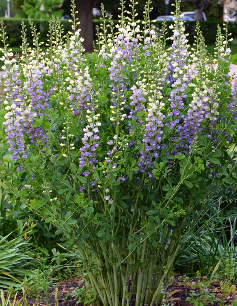 Baptisia 'Lunar Eclipse'  or ‘Plum Rosy’– False Indigo (2 Plants)