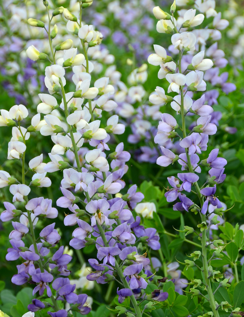 Baptisia 'Lunar Eclipse'  or ‘Plum Rosy’– False Indigo (2 Plants)