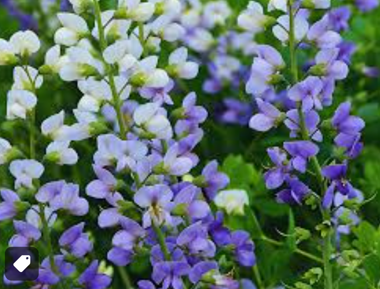 Baptisia 'Lunar Eclipse'  or ‘Plum Rosy’– False Indigo (2 Plants)