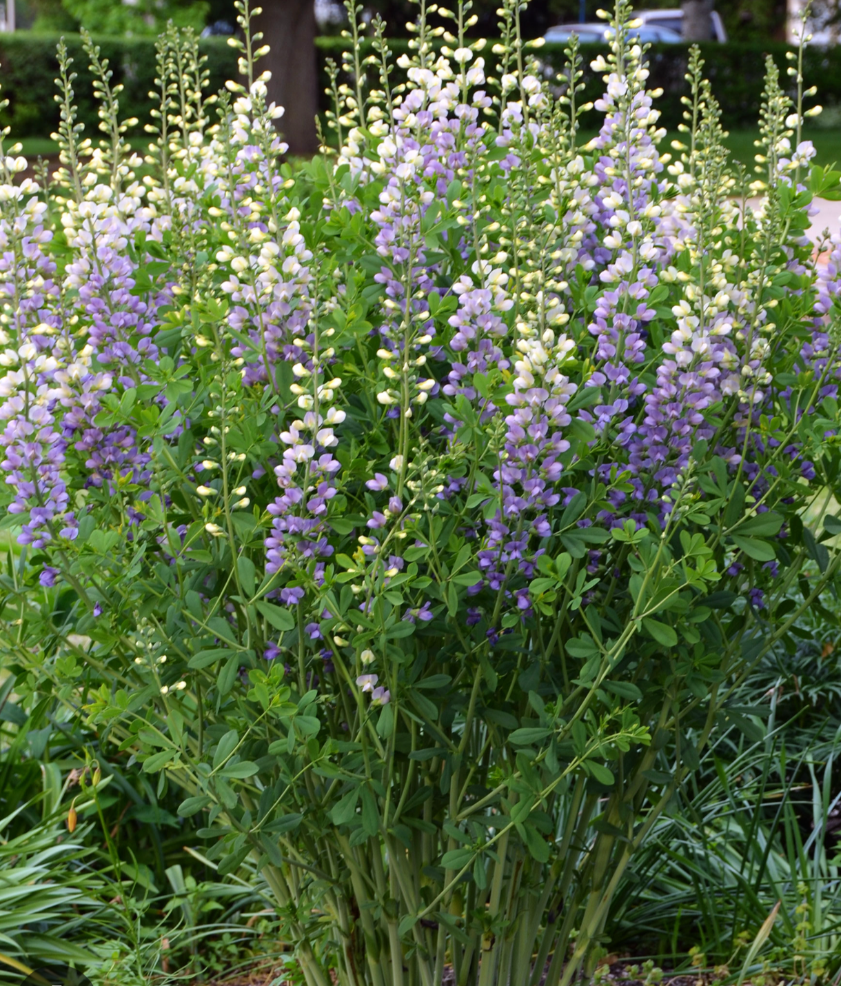 Baptisia 'Lunar Eclipse'  or ‘Plum Rosy’– False Indigo (2 Plants)