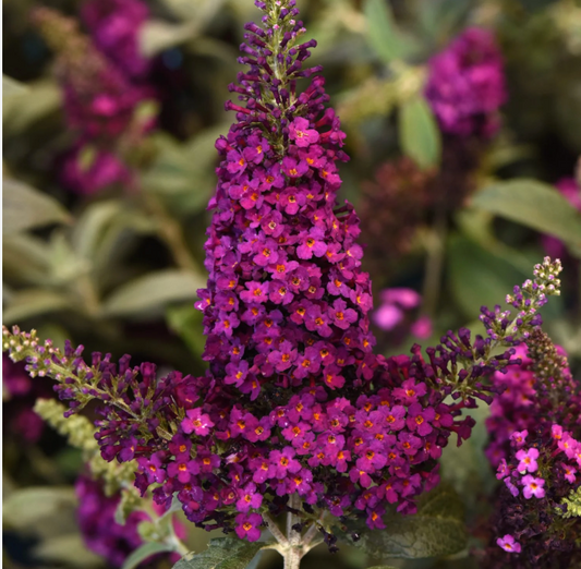 Buddleia Chrysalis® 'Cranberry' – Butterfly Bush- 2 plants