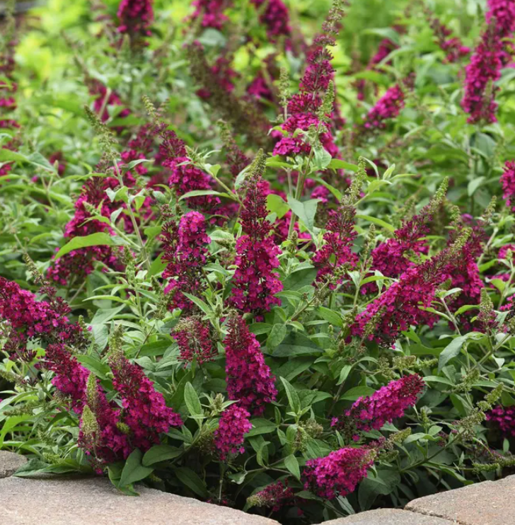Buddleia Chrysalis® 'Cranberry' – Butterfly Bush- 2 plants