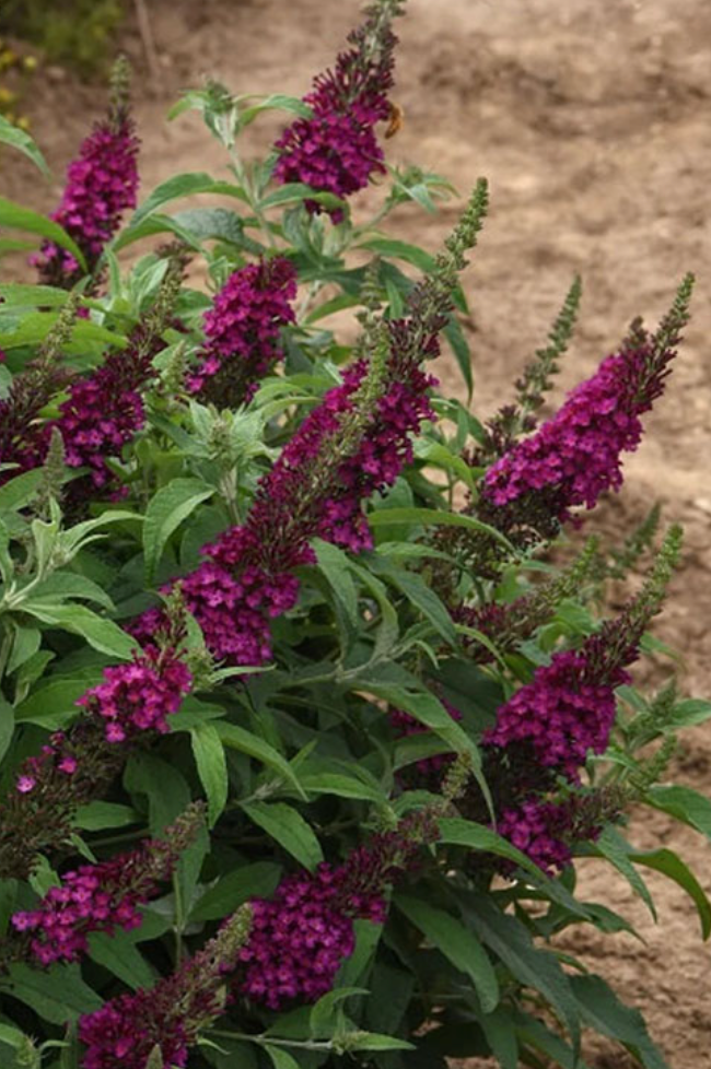 Buddleia Chrysalis® 'Cranberry' – Butterfly Bush- 2 plants