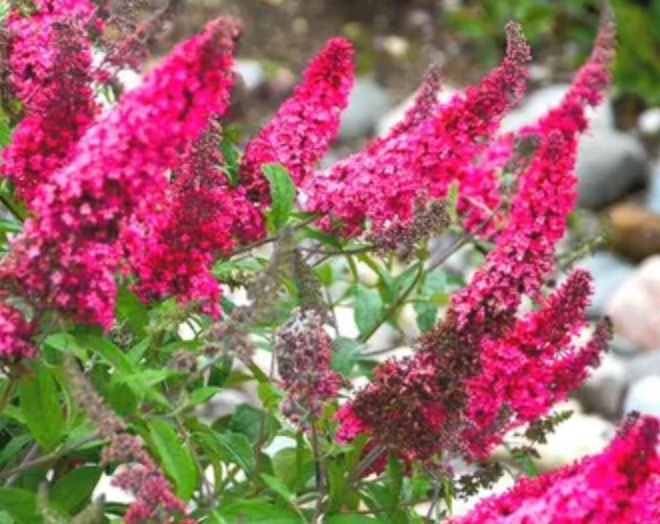 Buddleia Chrysalis® 'Cranberry' – Butterfly Bush- 2 plants