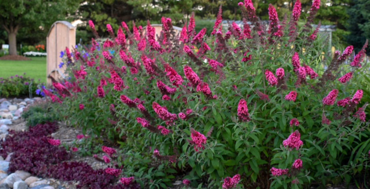 Buddleia Chrysalis® 'Cranberry' – Butterfly Bush- 2 plants