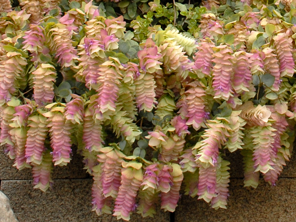 Origanum rotundifolium 'Kent Beauty' – Ornamental Oregano- Set of 2 Plants