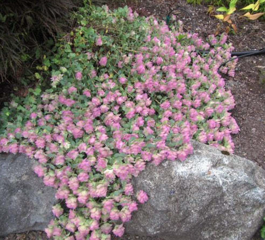 Origanum rotundifolium 'Kent Beauty' – Ornamental Oregano- Set of 2 Plants