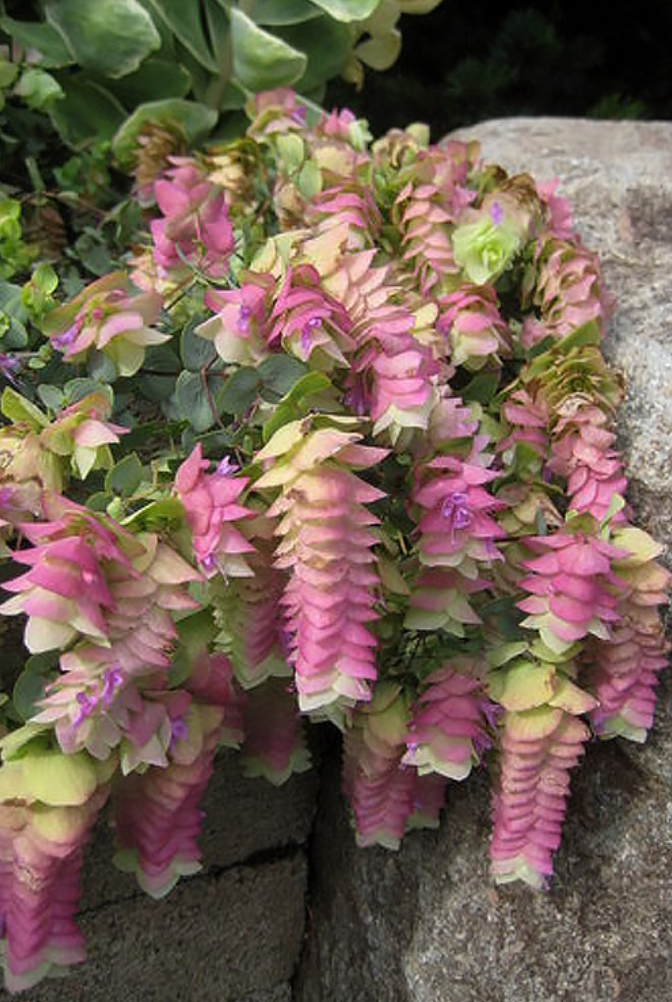 Origanum rotundifolium 'Kent Beauty' – Ornamental Oregano- Set of 2 Plants