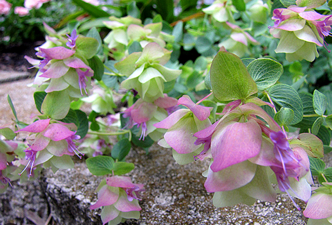 Origanum rotundifolium 'Kent Beauty' – Ornamental Oregano- Set of 2 Plants