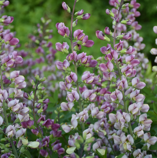 Baptisia 'Plum Rosy' – False Indigo (2 Plants)