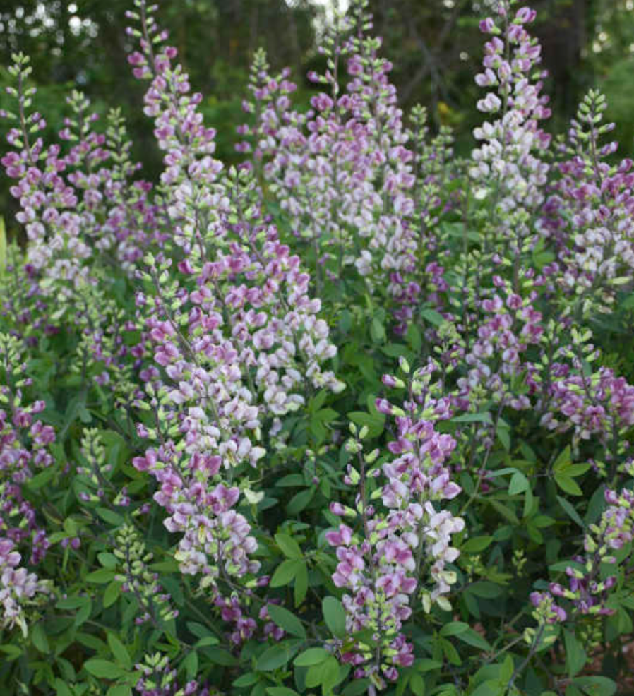 Baptisia 'Plum Rosy' – False Indigo (2 Plants)