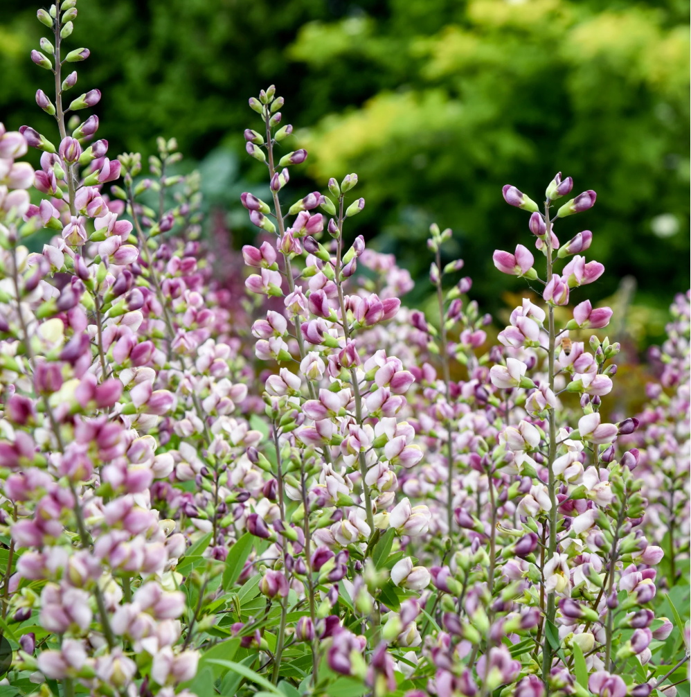 Baptisia 'Plum Rosy' – False Indigo (2 Plants)