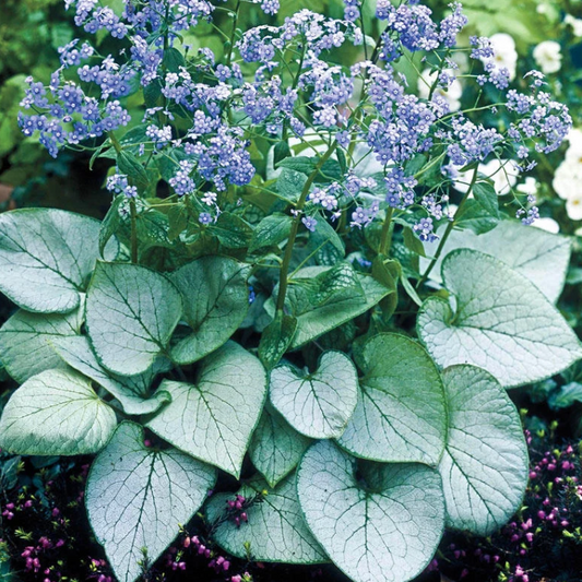 Brunnera 'Silver Heart' – Siberian Bugloss (2 Plants)