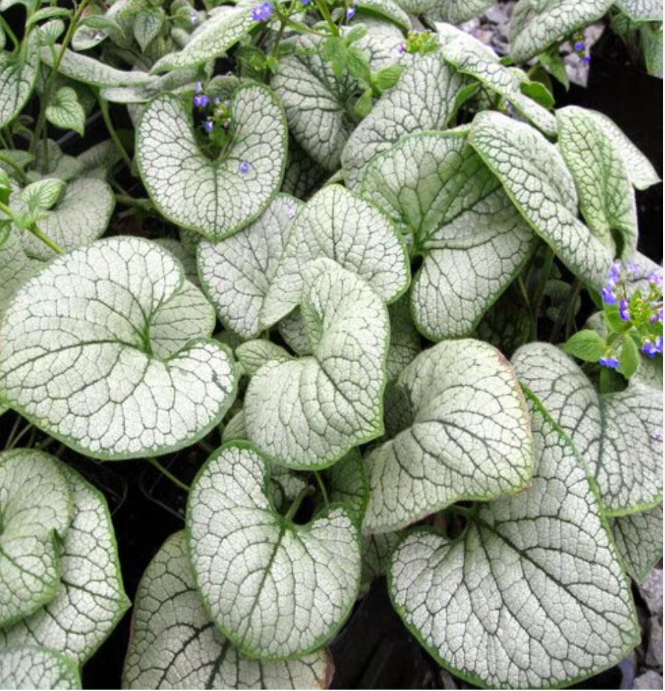 Brunnera 'Silver Heart' – Siberian Bugloss (2 Plants)