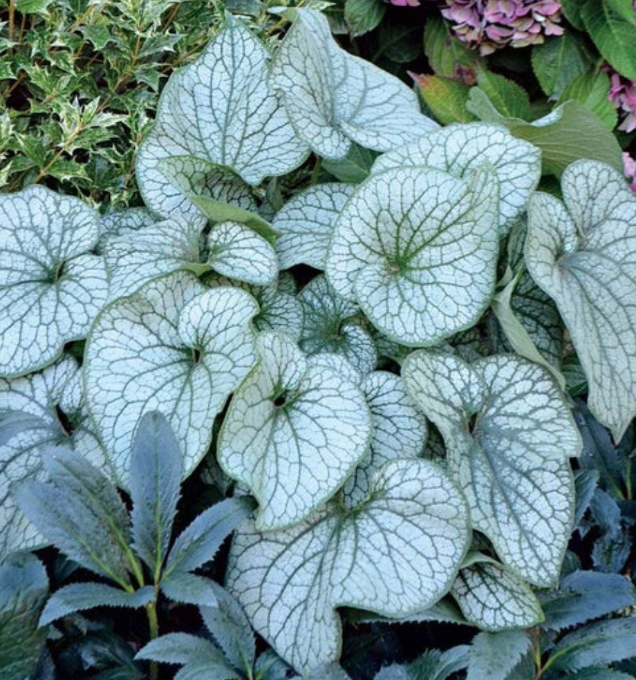 Brunnera 'Silver Heart' – Siberian Bugloss (2 Plants)