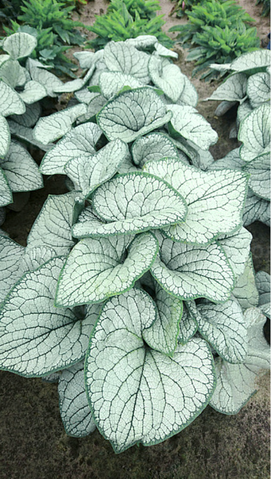 Brunnera 'Silver Heart' – Siberian Bugloss (2 Plants)