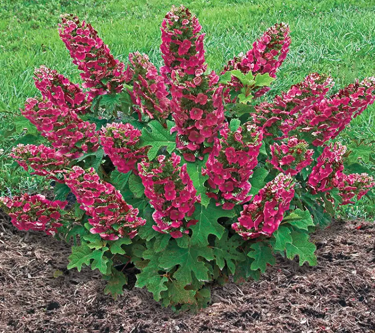 Hydrangea 'Ruby Slippers' – Oakleaf Hydrangea- North America native shrub (2 plants)