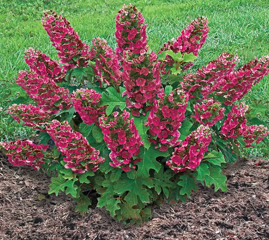 Hydrangea 'Ruby Slippers' – Oakleaf Hydrangea- North America native shrub (2 plants)