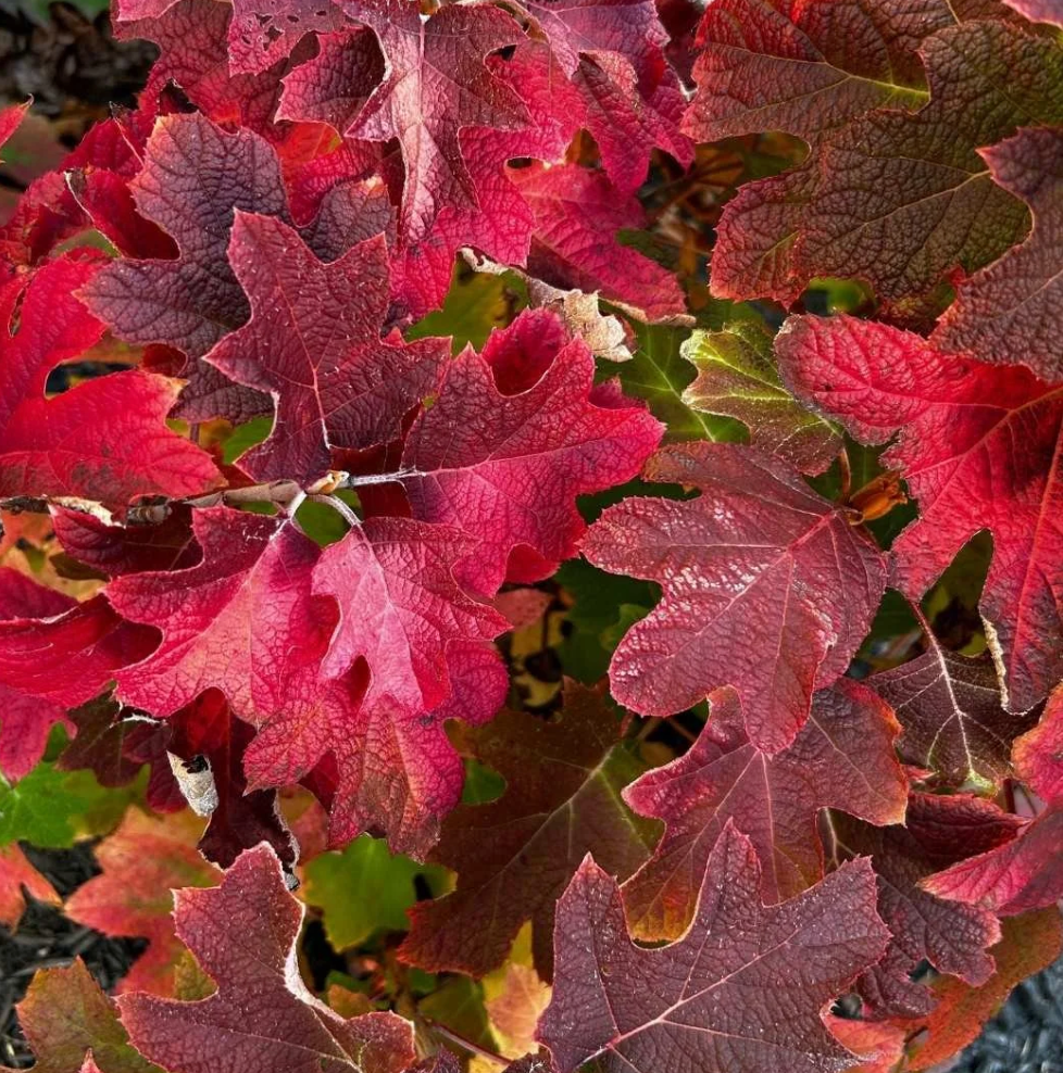 Hydrangea 'Ruby Slippers' – Oakleaf Hydrangea- North America native shrub (2 plants)