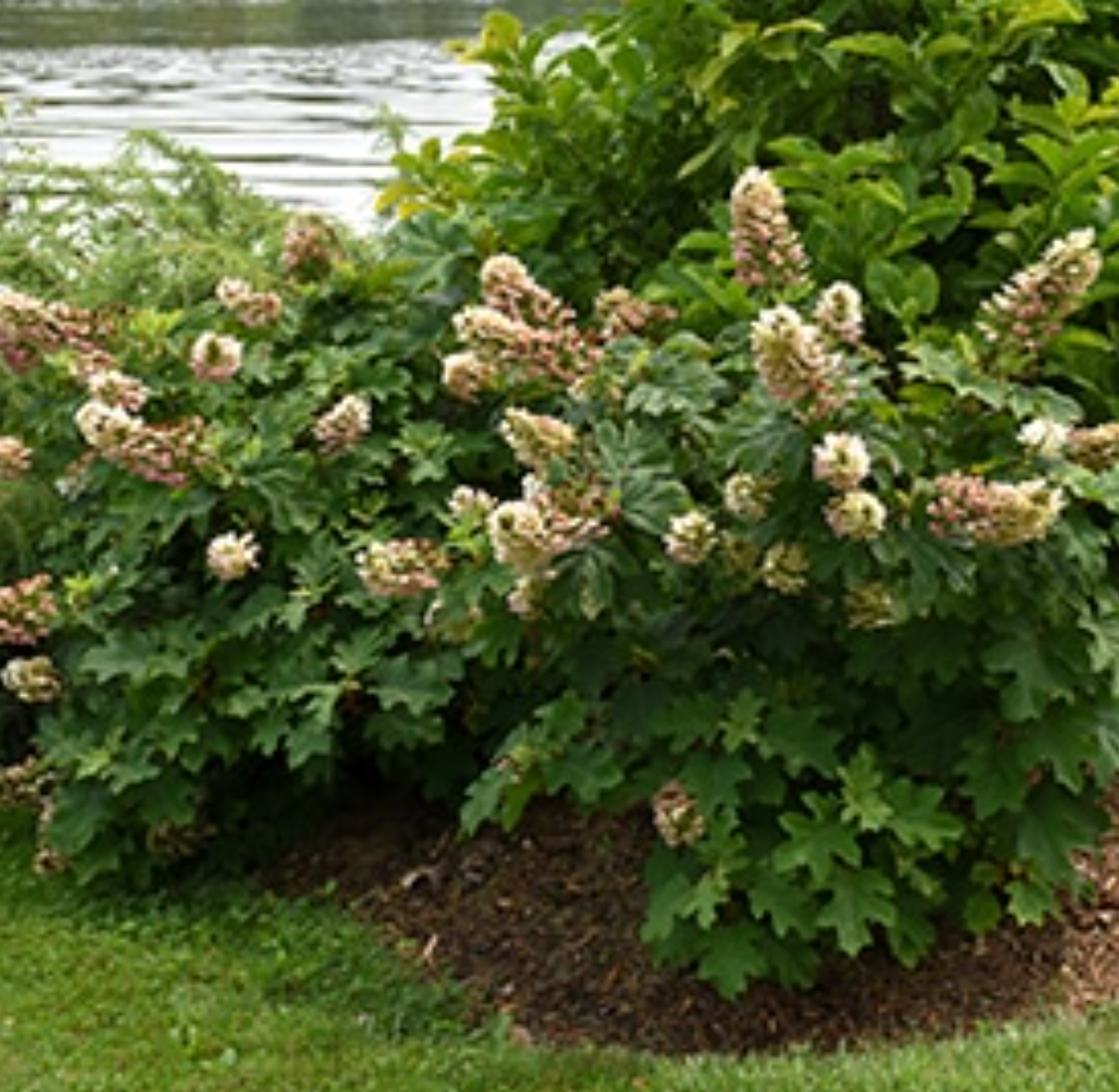 Hydrangea 'Ruby Slippers' – Oakleaf Hydrangea- North America native shrub (2 plants)
