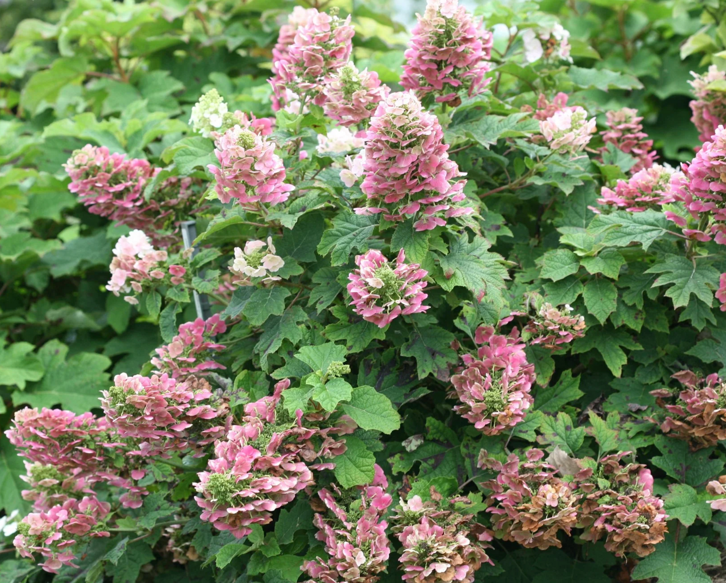 Hydrangea 'Ruby Slippers' – Oakleaf Hydrangea- North America native shrub (2 plants)