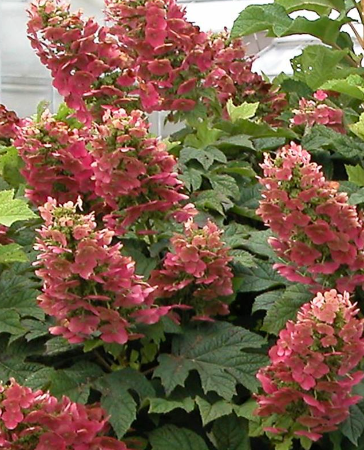Hydrangea 'Ruby Slippers' – Oakleaf Hydrangea- North America native shrub (2 plants)