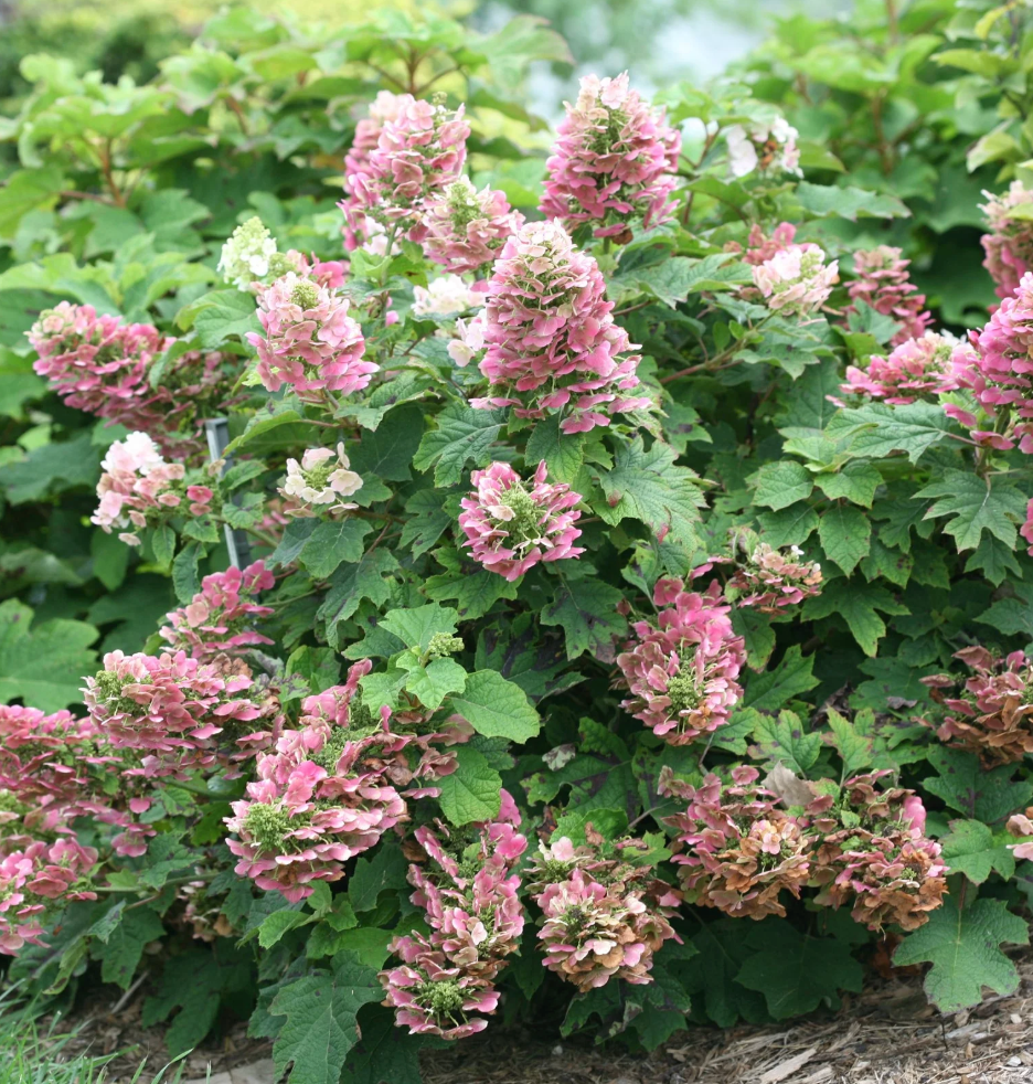 Hydrangea 'Ruby Slippers' – Oakleaf Hydrangea- North America native shrub (2 plants)