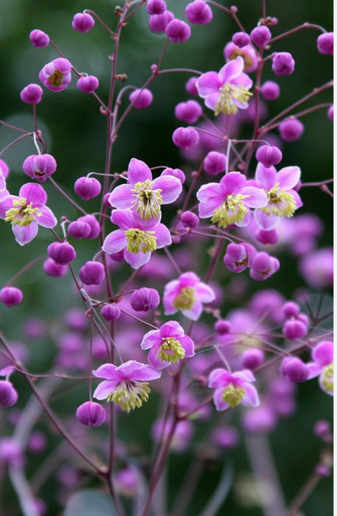Thalictrum rochebrunianum – Meadow Rue (Lavender Mist Meadow Rue)- 2 plants