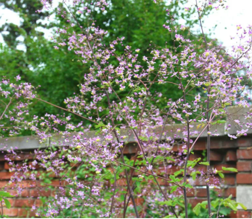Thalictrum rochebrunianum – Meadow Rue (Lavender Mist Meadow Rue)- 2 plants