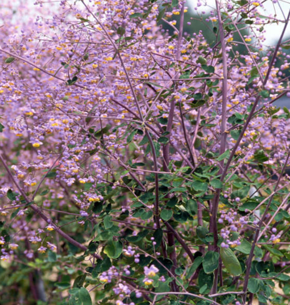 Thalictrum rochebrunianum – Meadow Rue (Lavender Mist Meadow Rue)- 2 plants