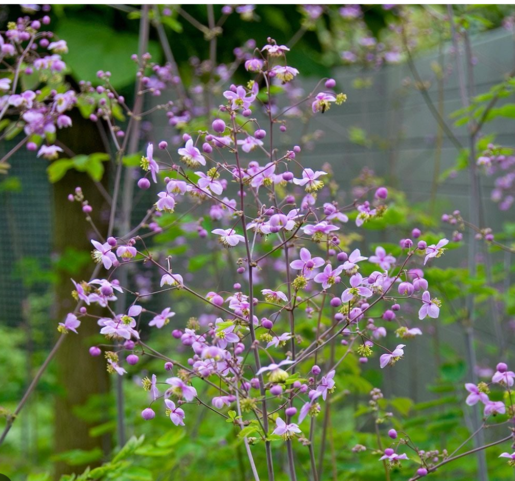 Thalictrum rochebrunianum – Meadow Rue (Lavender Mist Meadow Rue)- 2 plants