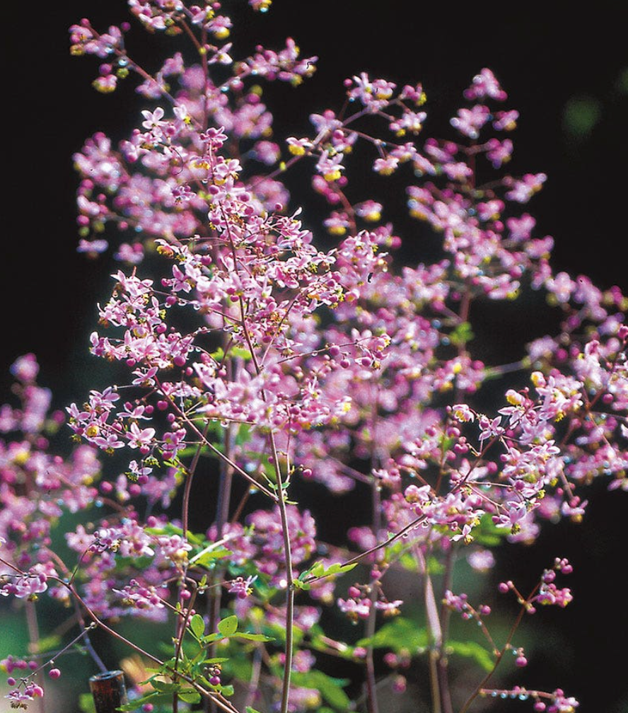 Thalictrum rochebrunianum – Meadow Rue (Lavender Mist Meadow Rue)- 2 plants
