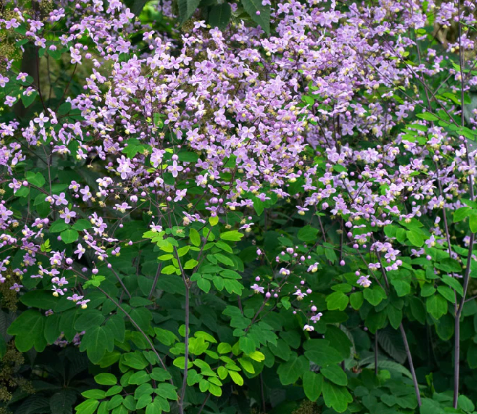 Thalictrum rochebrunianum – Meadow Rue (Lavender Mist Meadow Rue)- 2 plants