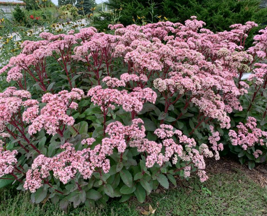 SEDUM 'Matrona' (3 Plants)