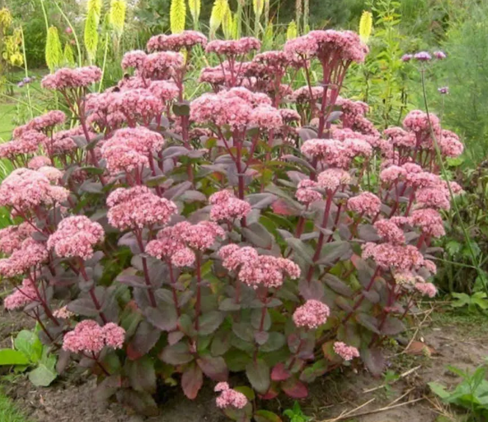 SEDUM 'Matrona' (3 Plants)