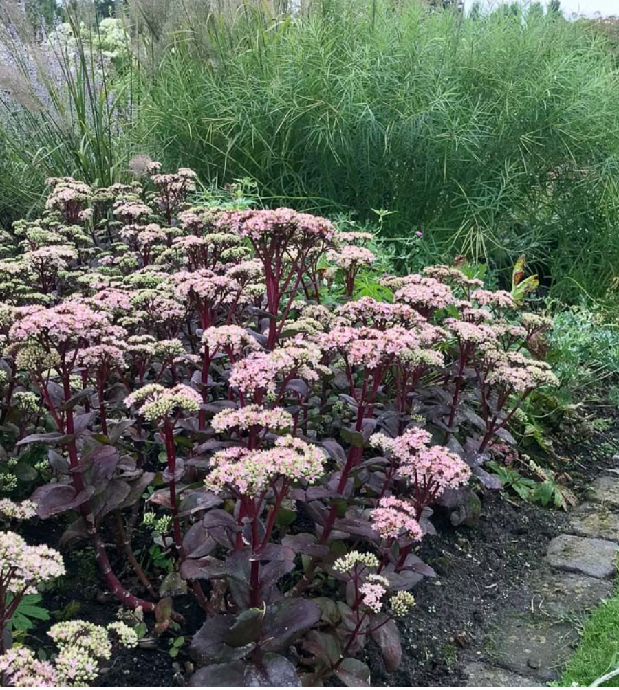 SEDUM 'Matrona' (3 Plants)