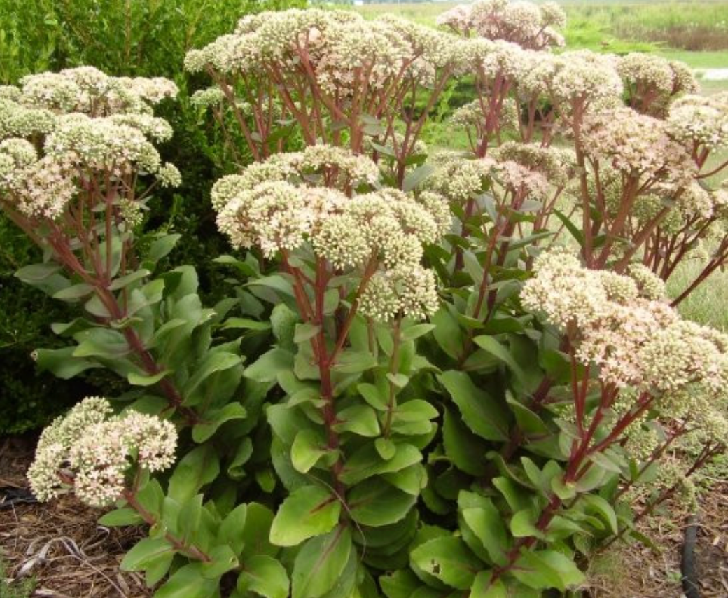 SEDUM 'Matrona' (3 Plants)