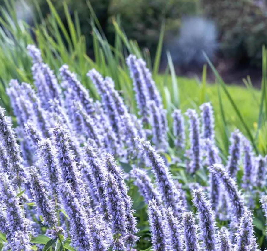 Agastache 'Blue Fortune – Hummingbird Mint (3 Plants)
