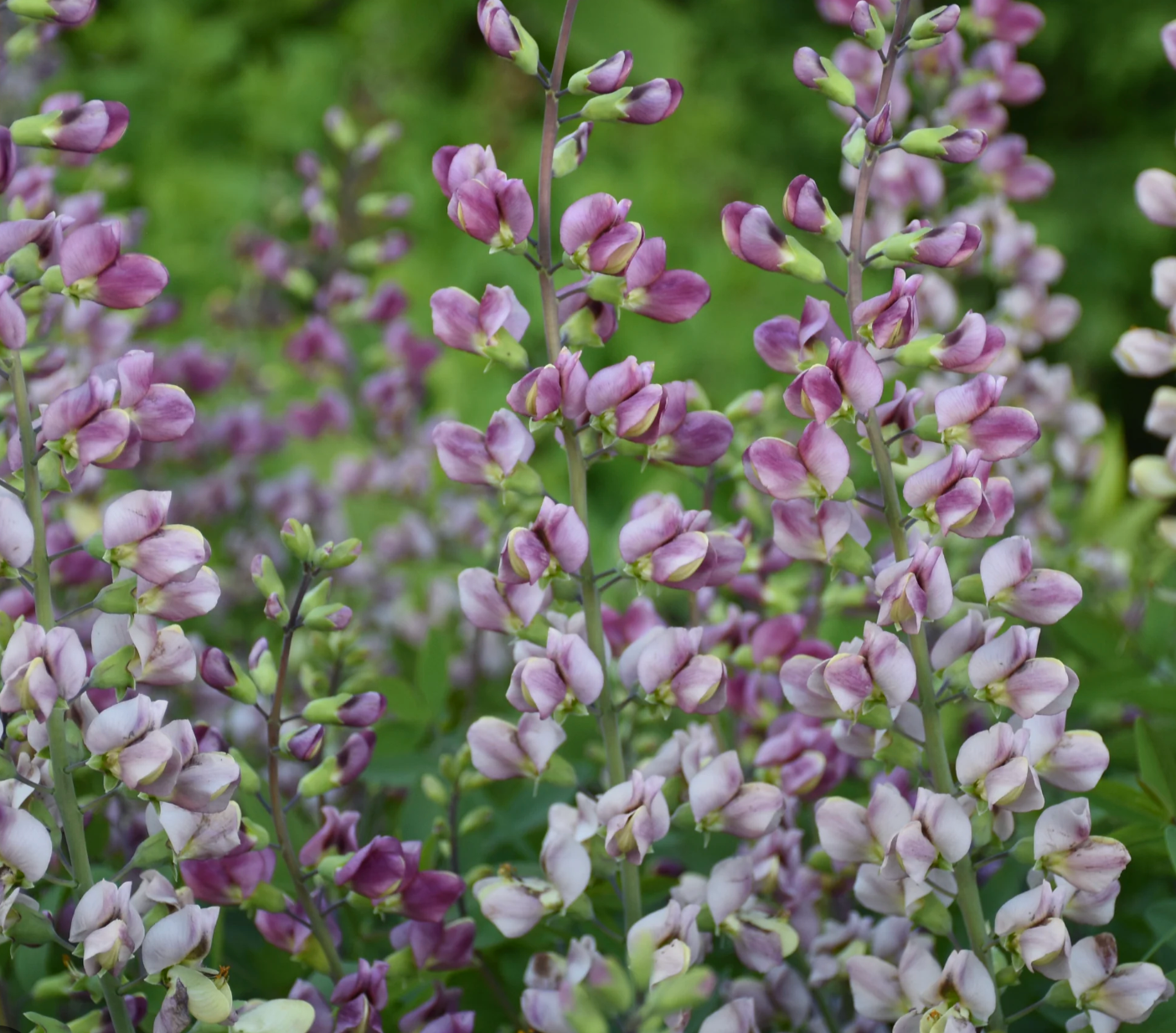 Baptisia ‘Plum Rosy’ (False Indigo) (2 Plants)