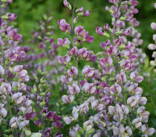 Baptisia ‘Plum Rosy’ (False Indigo) (2 Plants)