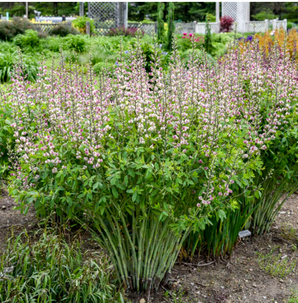 Baptisia ‘Plum Rosy’ (False Indigo) (2 Plants)