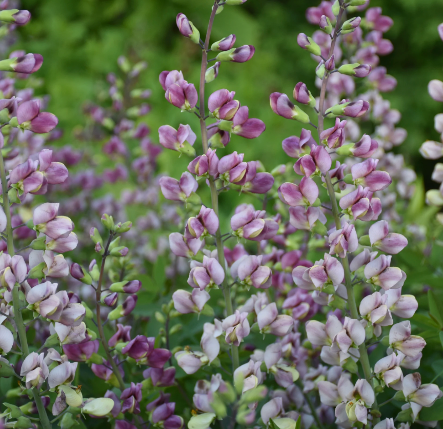 Baptisia ‘Plum Rosy’ (False Indigo) (2 Plants)