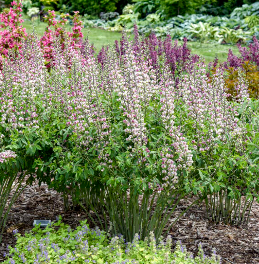 Baptisia ‘Plum Rosy’ (False Indigo) (2 Plants)