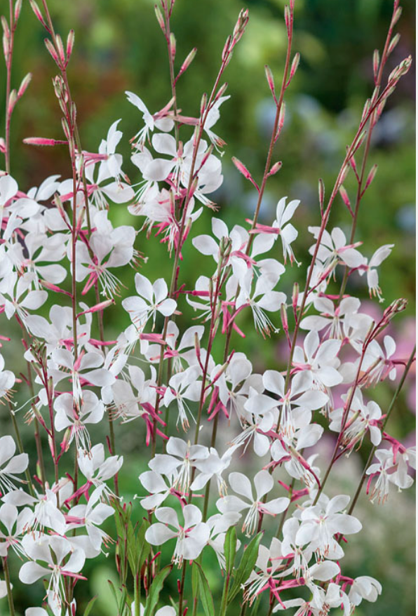 Gaura "Sparkling White or "Whirling Butterflies" or Rosey Jane or Crimson butterfly - Native perennials