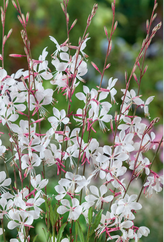 Gaura "Whirling Butterflies" or Rosey Jane(3 plants) Native