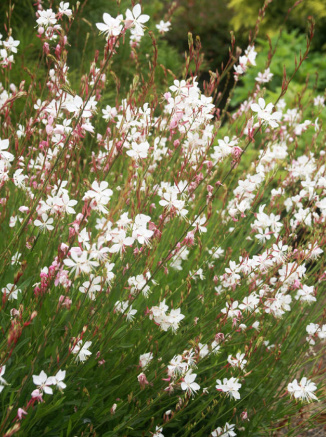 Gaura "Sparkling White or "Whirling Butterflies" or Rosey Jane or Crimson butterfly - Native perennials