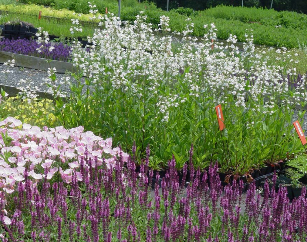 Gaura "Sparkling White or "Whirling Butterflies" or Rosey Jane or Crimson butterfly - Native perennials