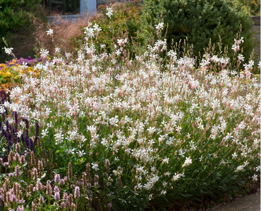 Gaura "Sparkling White or "Whirling Butterflies" or Rosey Jane or Crimson butterfly - Native perennials