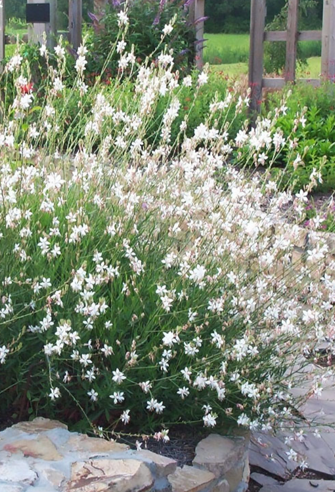 Gaura "Sparkling White or "Whirling Butterflies" or Rosey Jane or Crimson butterfly - Native perennials