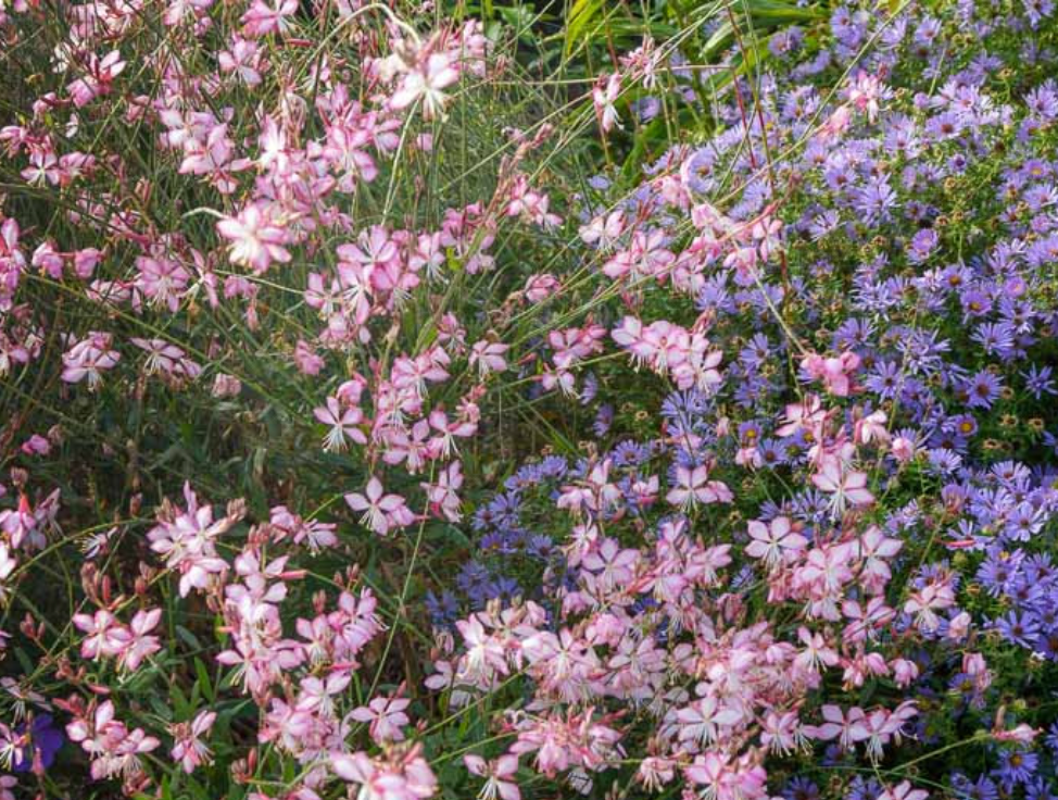 Gaura lindheimeri ‘Rosy Jane’ (2 or3 plants) Native